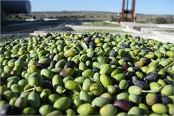 Survey on the Australian Olive Industry Reveals a Striving Industry in Need of a New Focus